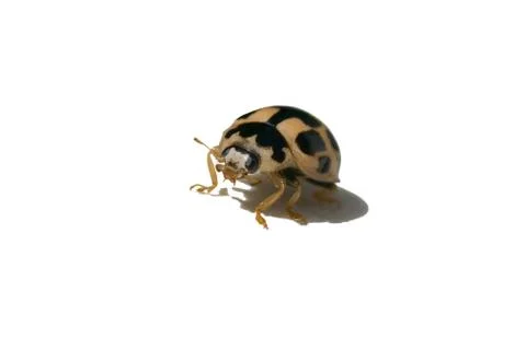Yellow ladybug 스톡 사진