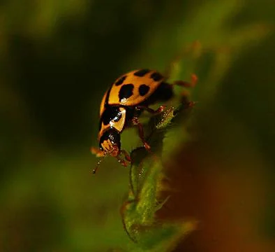 Yellow Ladybug Stock Photos