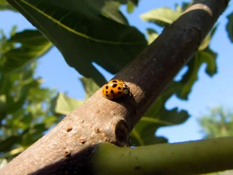 Yellow ladybug Stock Photos