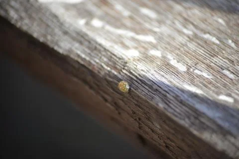 Yellow ladybugs Stock Photos