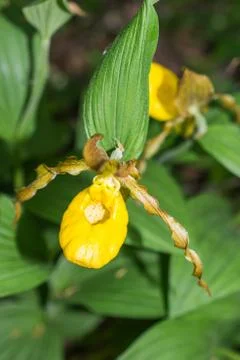 Yellow Lady's-slipper Stock Photos