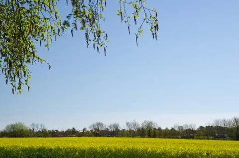 Yellow landscape Stock Photos