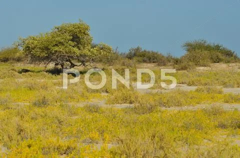 Yellow Landscape Stock Photos