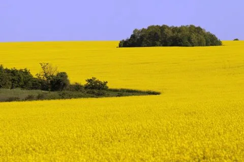 Yellow landscape with rape field Stock Photos