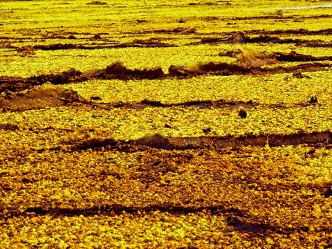 Yellow landscape of sulphur rocks in Danakil Depression, Ethiopia. Stock Photos