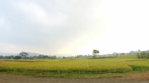 Yellow landscape of terraced rice fields Video stock 137443440