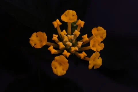 Yellow Lantana Flower Macro with Dramatic Dark Background Mood Stock Photos