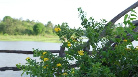 Yellow Lantana Flowers Blooming by Rustic Wooden Fence on Lakefront Stock Footage 345185802