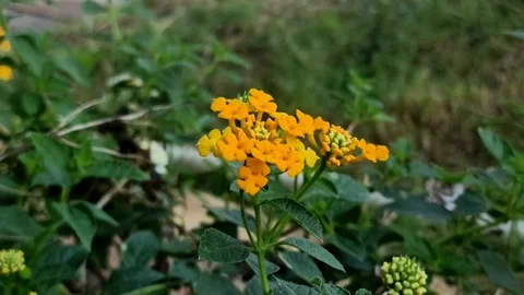 Yellow lantana Stock Footage 244110002