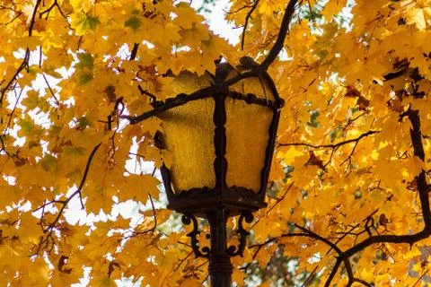 Yellow lantern in the fall on a background of foliage. Stock Photos