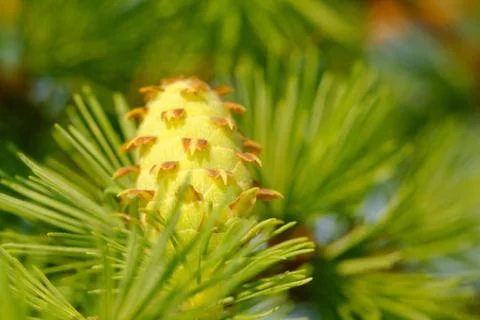 Yellow larch cone Stock Photos