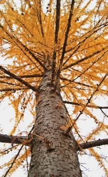 Yellow larch tree Stock-Fotos