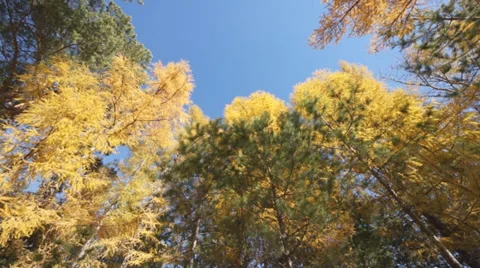 Yellow larch trees 01 Stock Footage 31989887