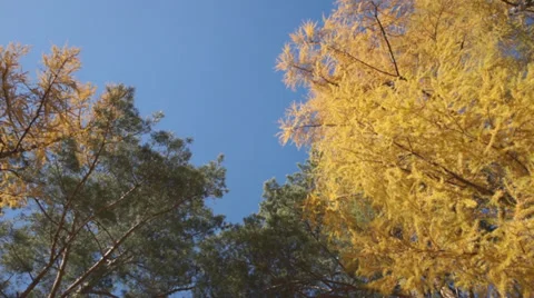 Yellow larch trees 03 Stock Footage 31989878