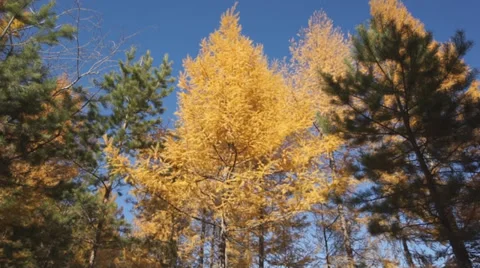 Yellow larch trees 05 Stock Footage 31990314