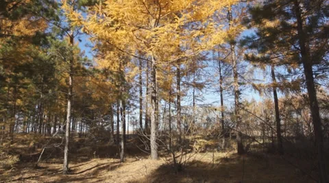 Yellow larch trees 06 pan up 動画素材 31990311