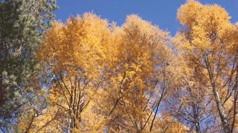 Yellow larch trees pan up Stock Footage 31990861