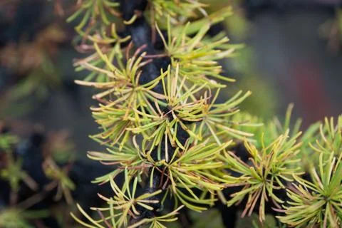 Yellow larchae branch close up Stock Photos