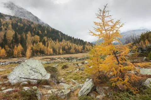 Yellow larches at fall in the woods Stock Photos