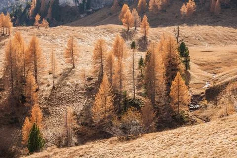 Yellow larches at fall in the woods Stock Photos
