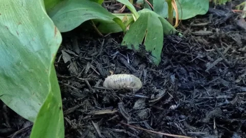 A yellow larva of a chafer beetle burrows into loose soil on the forest flo.. Stock Footage 310392378