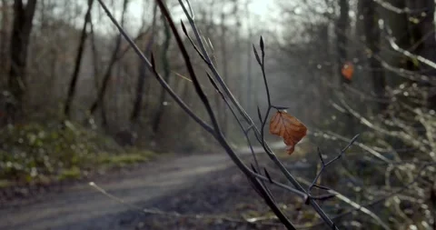 Yellow leaf 4K Stock Footage 263848223