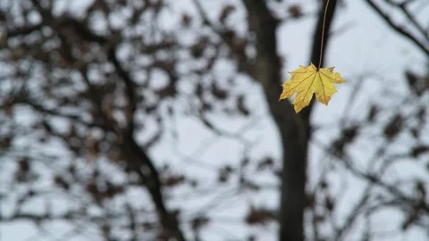 Yellow leaf against the background of a tree silhouette. Stock Footage 326348648