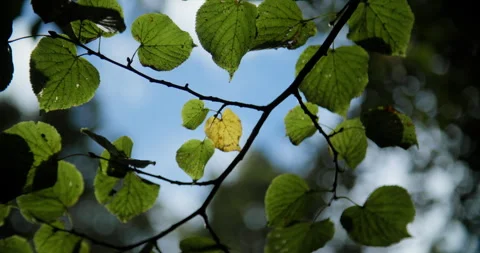 Yellow leaf among green Stock Footage 318089464