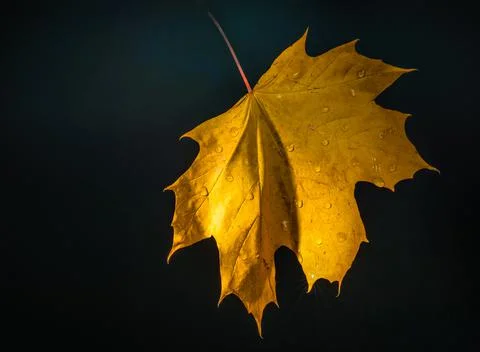Yellow leaf and drops Stock Photos