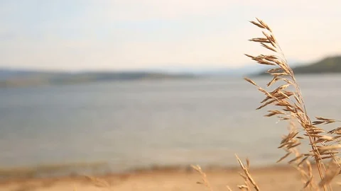 Yellow leaf and lake Stock Footage 114262654