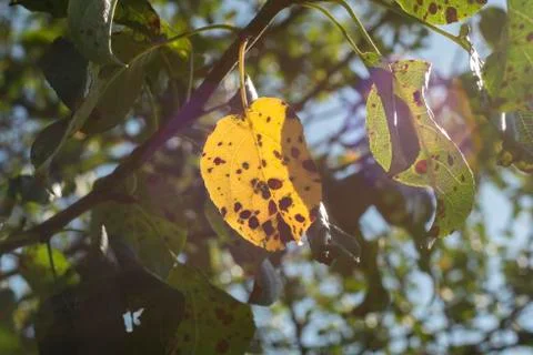 Yellow leaf of an apple tree with black dots - frost damage Stock Photos