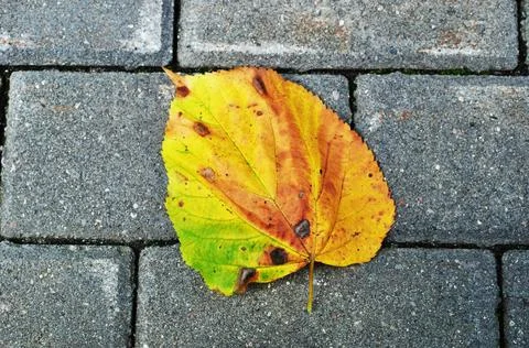 Yellow leaf of an aspen. Stock Photos