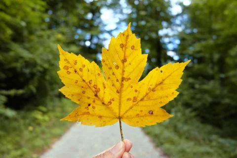 Yellow leaf autumn pattern background. Stock Photos