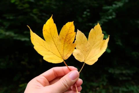 Yellow leaf autumn pattern background. Stock Photos