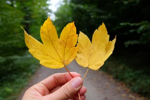 Yellow leaf autumn pattern background. Stock Photos