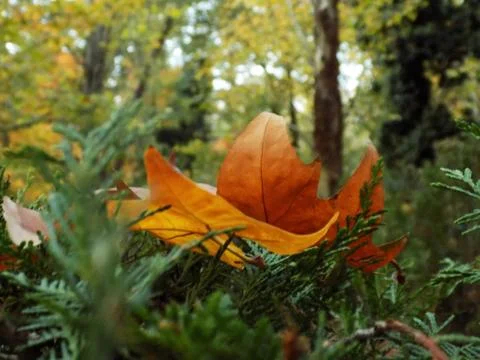 Yellow leaf in autumn Stock Photos