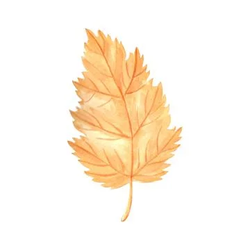 Yellow leaf autumnal. Golden fall tree. Hand drawn watercolor illustration Stock Illustration