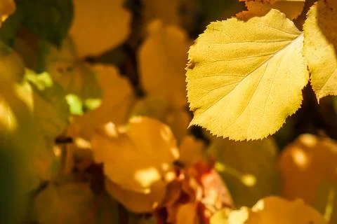 Yellow leaf on background of fallen leaves in autumn. Natural background Stock Photos