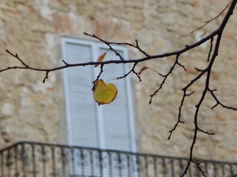 Yellow leaf on the bare branches against the old house stone wall Stock Photos