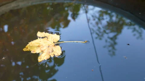 Yellow leaf in a barrel of water. Video stock 96069383