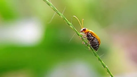 Yellow Leaf Beetle (Aulacophora) Perching Grass Stem 4K Slow Motion Copy Space Stock Footage 346405297