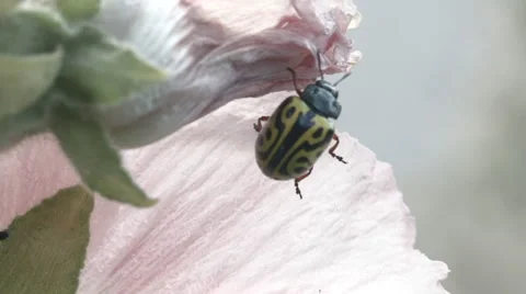Yellow Leaf Beetle Stock Footage 51475646