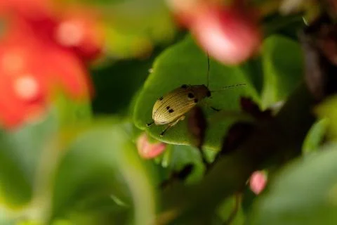 Yellow leaf beetle on a leaf Stock Photos