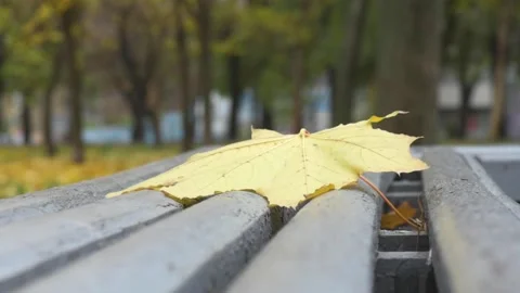 Yellow leaf on the bench	HD 動画素材 153486867