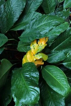Yellow leaf between green leaf of tropical plant Stock Photos