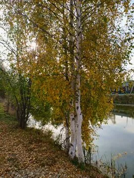 Yellow leaf birches at the pond Stock Photos