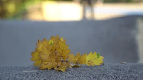 A yellow leaf blown by a bicycle Stock Footage 118890715