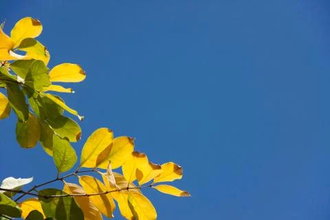 Yellow leaf with blue sky Stock Photos