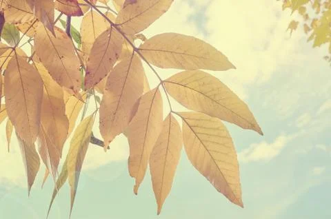 Yellow leaf on blue sky Stock Photos