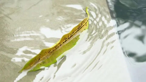 Yellow leaf on blue swimming pool water. Stock Footage 75034045